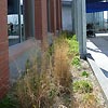 bioretention gallery