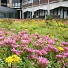 green roofs