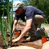 rain garden